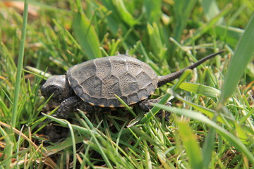 turtle on grass