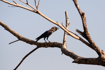 A crow with an open beak sits on a dry tree