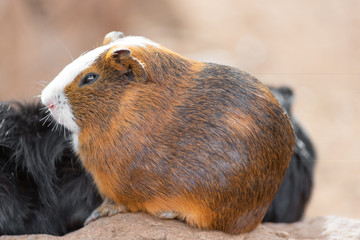 Cute Guinea pigs Cavia Porcellus . Funny pets.