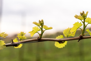 Grapevine sprouts spring rain