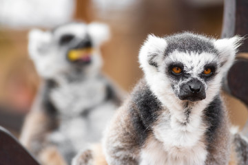 Portrait of a cute ring tailed Lemur, Lemur Catta .