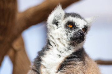 Portrait of a cute ring tailed Lemur, Lemur Catta .