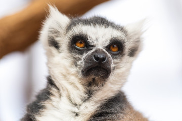 Obraz premium Portrait of a cute ring tailed Lemur, Lemur Catta .
