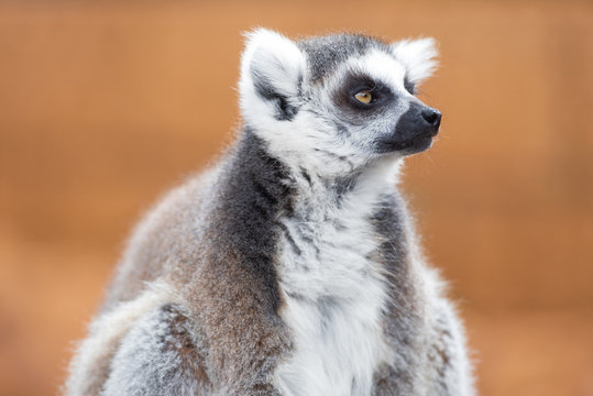 Portrait of a cute ring tailed Lemur, Lemur Catta .