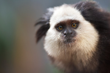 Portrait of a funny small monkey Black-tufted marmoset , Callithrix penicillata.