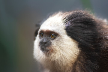 Portrait of a funny small monkey Black-tufted marmoset , Callithrix penicillata.