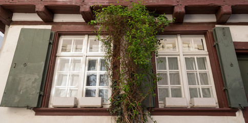 Fenêtre décorée avec plante grimpante © Sébastien Closs