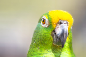 Close up of Yellow crowned amazon parrot .