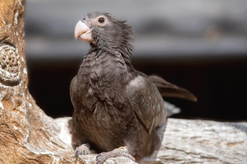 Exotic bird. Greater vasa parrot. Caracopsis vasa, perched on a tree branch .