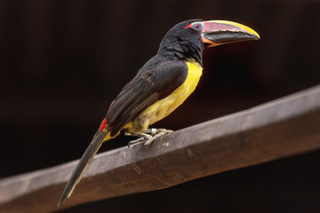 Green Aracari, pteroglosssus viridis, little exotic Toucan perched on a tree branch .