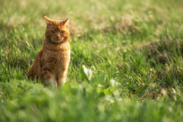Naklejka na ściany i meble Schöne Katze mit rotem Fell in hohem Gras