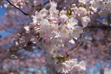 Cherry Blossom flowers, Sakura flowers