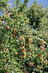 Apple tree with many apples on Lake Maggiore, Italy