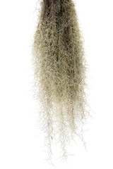 Spanish moss isolate on white background.Clipping path.