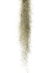 Spanish moss isolate on white background.Clipping path.