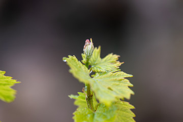 Grapevine sprouts spring rain