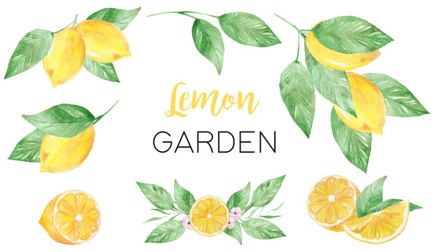 Watercolor hand painted collection of lemon. Can be used for printing and decoration.
