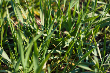 spring came.  green wheat shoots