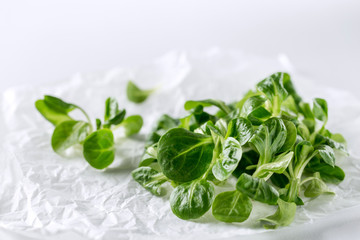 Basil