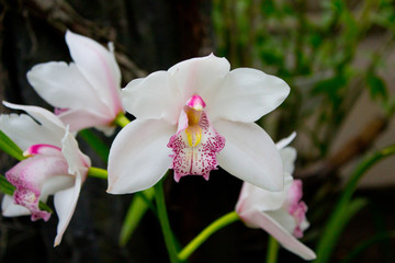 Obraz na płótnie Canvas White orchid flower 