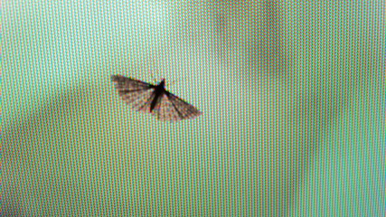 Fly On A Screen
