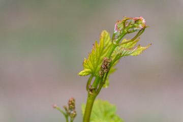 Grapevine sprouts spring rain