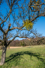 Fototapeta premium Misteln auf Obstbaum