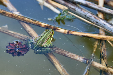The frog sits in the river near the reeds floating in the water.