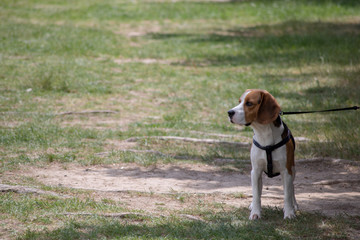 beagle in the park