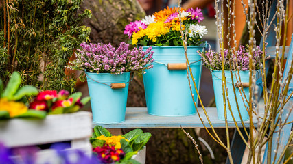 Świeże kwiaty w donicach- Wielkanoc © BlackMediaHouse