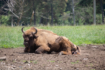 aurochs in natural park