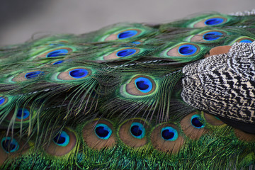 Fototapeta premium Blue peacock tail