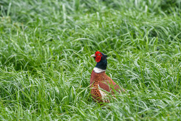 A pheasant in long grass. The bird's head and some of its body can be seen above the grass.