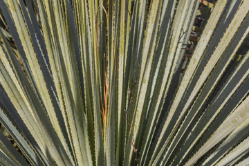 Bosque del Apache New Mexico, dasylirion, serrated leaves background texture, horizontal aspect