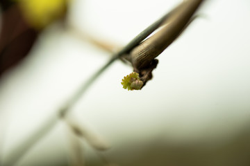 grapevine bud on a branch