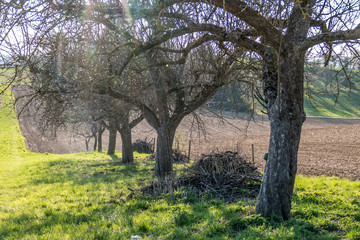 Baumschnitt im Frühjahr
