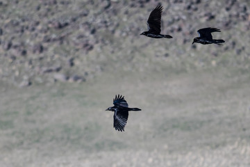 Four Common Black Ravens Flying Over the Canyon Floor