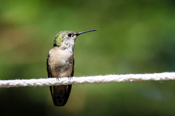 Rufous Hummingbird Perched on a Piece of White Clothesline