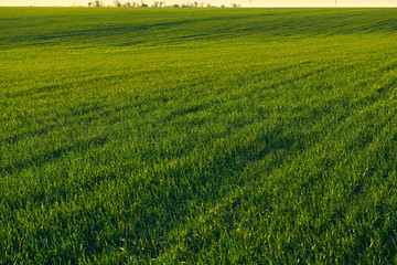 Obraz premium Young sprouts are on the field at sunset. Green grass closeup.