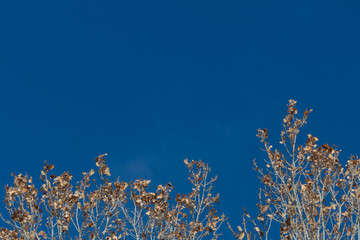 Bosque del Apache New Mexico, dried leaves in treetops set against a brilliant blue sky, horizontal aspect