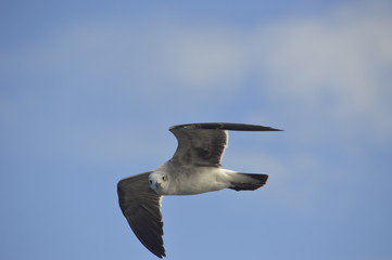 Gaviota Volando