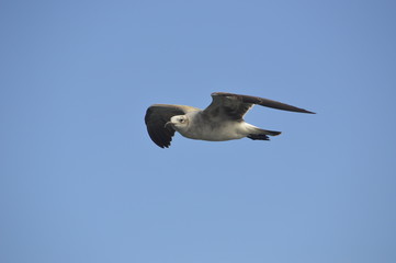 Gaviota