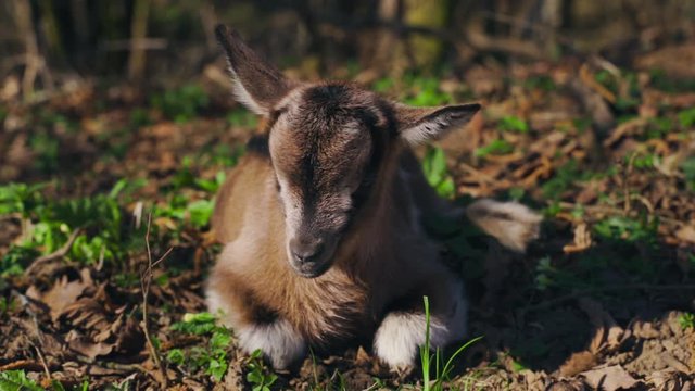 Little brown goat lying and enoying the sun.