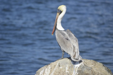 Pelicano en el mar