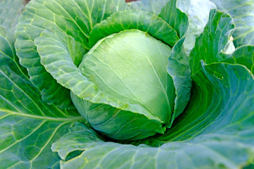 Cabbage white. Large head of cabbage in the garden. Vegetables concept. Planting or harvesting.