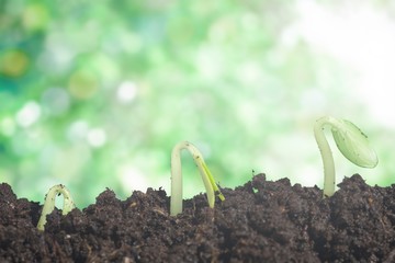 Growth of new life on  background
