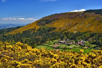 Fototapeta na wymiar Galicia , Mountains , Yellow