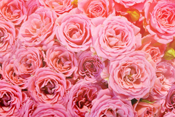 Fototapeta premium Pink roses background