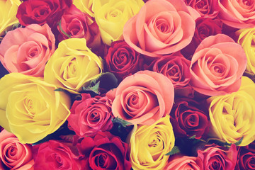 Colorful roses background, shallow depth of field