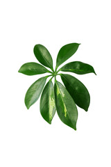 Leaf of tropical schefflera plant on white background